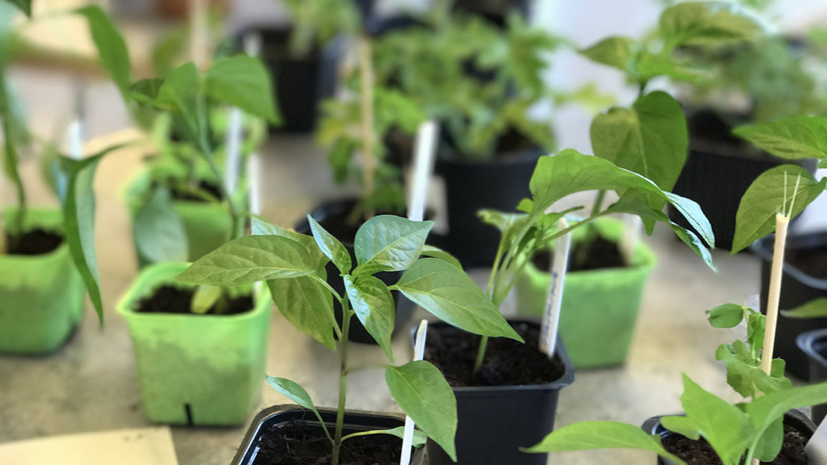 Små plantor