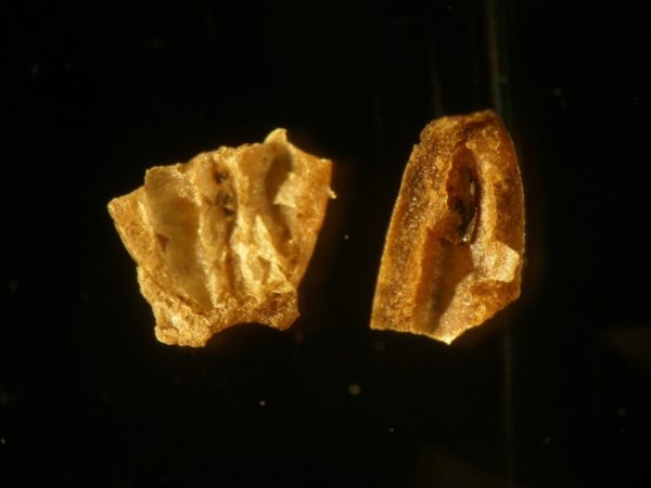Fragment av frökapslar från odlat lin 