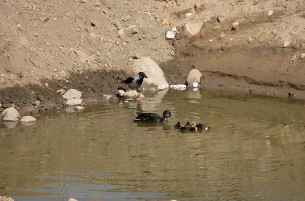 Kråka intresserar sig för andhona med ungar på utgrävningsplats