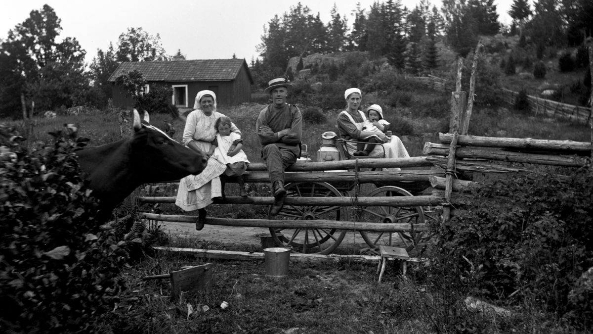 Vuxna och barn vid en gärsgård med ko i förgrunden. 1920-tal. Svartvitt foto.