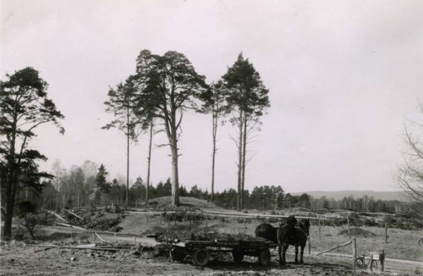 Foto från 1930-tal med häst och vagn på fotot. I bakgrunden syns en kulle med en stor tall ovanpå.