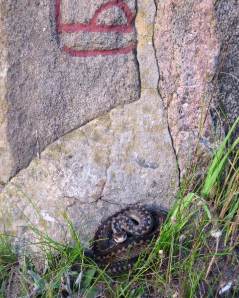 Närmare bild på en orm vid basen av en runsten.