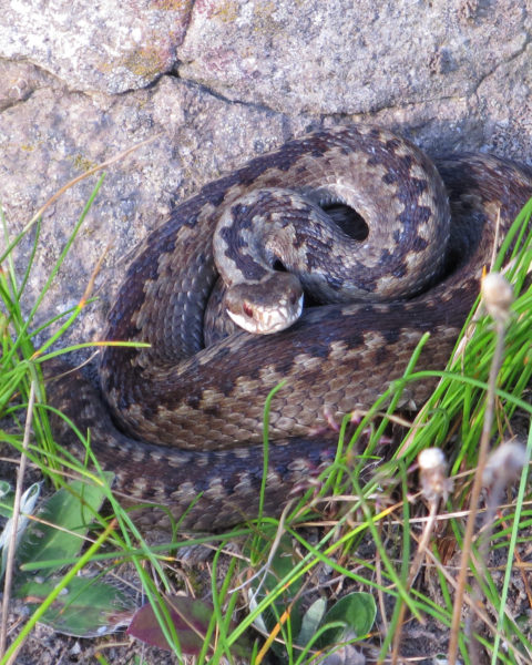 Närbild på en orm med mörka mönster på ovansidan.