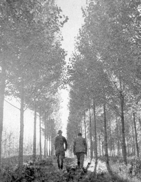 Svartvitt foto med två personer som går mellan rader av aspar.