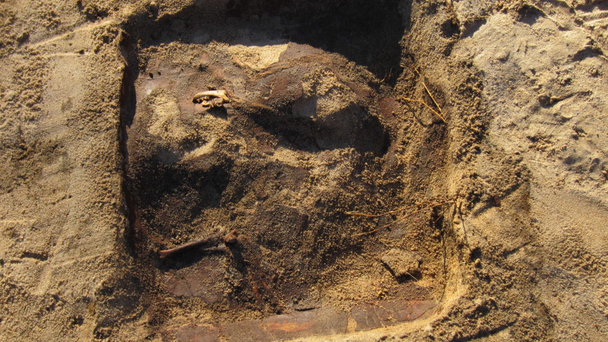 Framgrävd grav gjord för en katt eller hund. Delar från trälådan syns vid kanterna, några olika ben syns också.