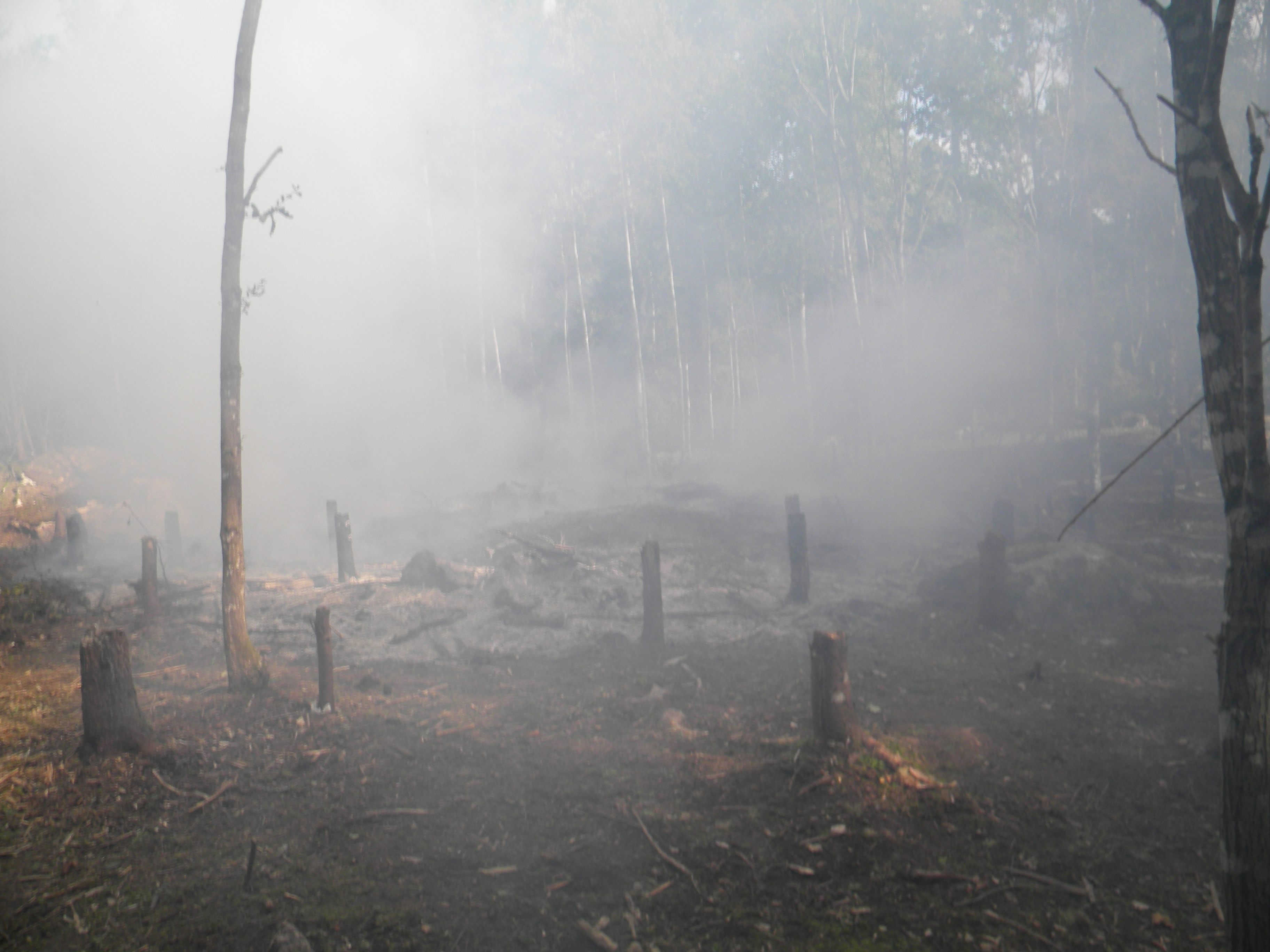 Skogsbryne med stubbar som brunnit ner. Tjock rök är i luften.