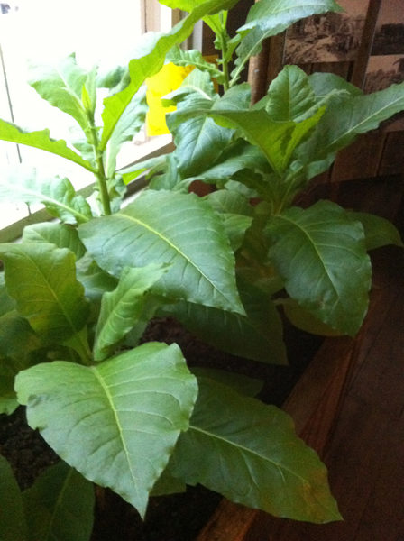En tobaksplanta med gröna blad.