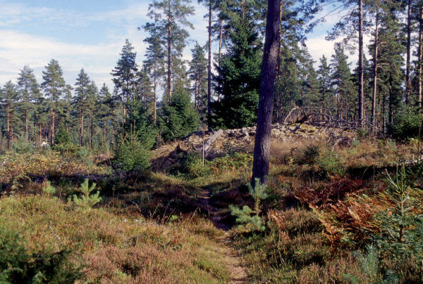 Ett av de många gravrösena som ligger på höjderna väster om Stråken.