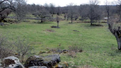 Foto över Högarps by med hamlade träd.