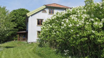 En husgavel med en blommande syrénbuske i förgrunden.