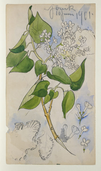 Syrenkvist med vita blommor och gröna blad.