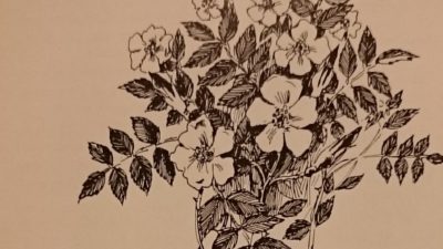 bild ur boken sommartorpets trädgård visar en bukett rosor och texten måste man ha trädgård