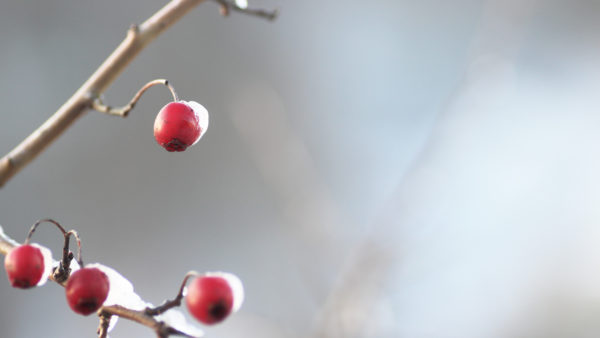 Snöigt nypon på en gren
