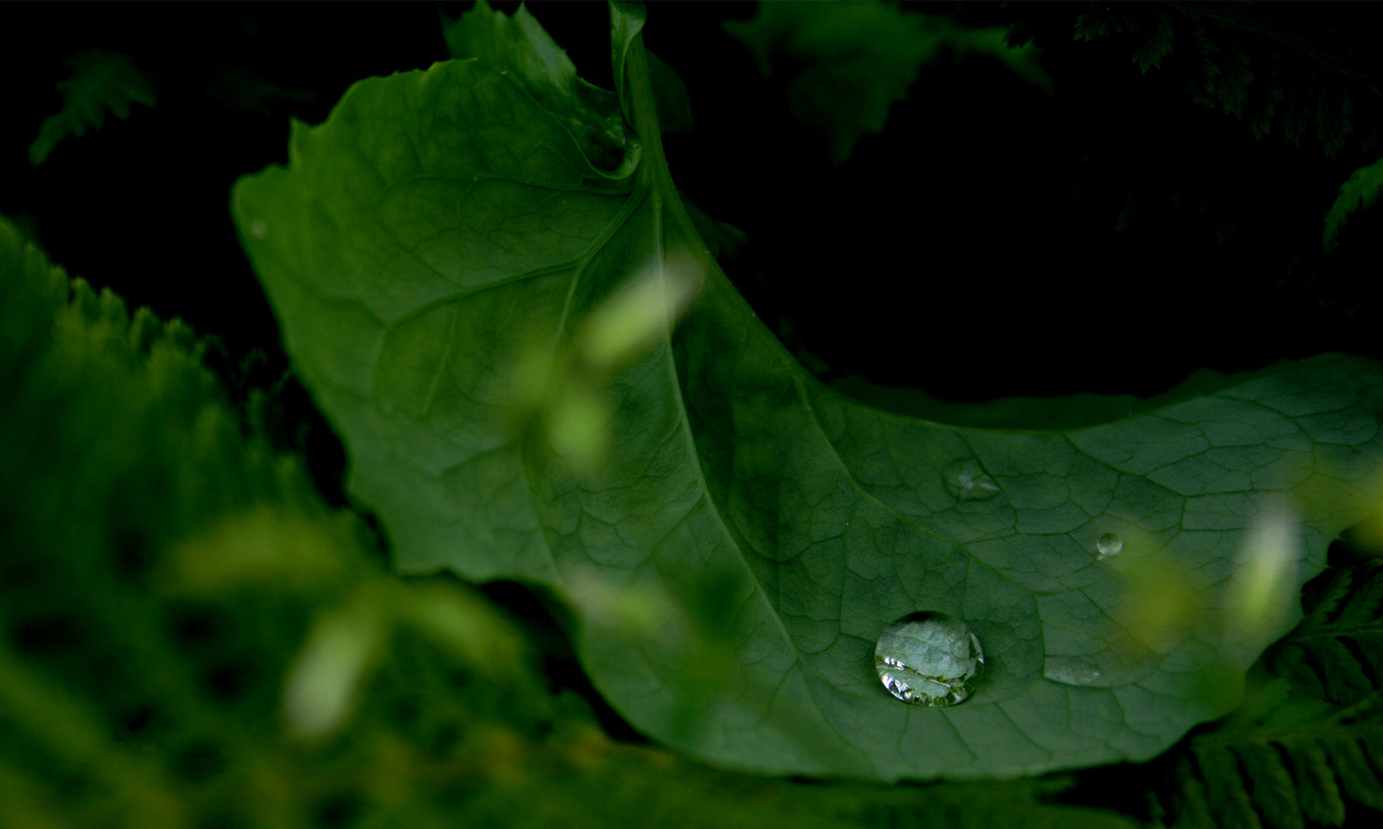 Vattendroppe ligger på ett grönt blad