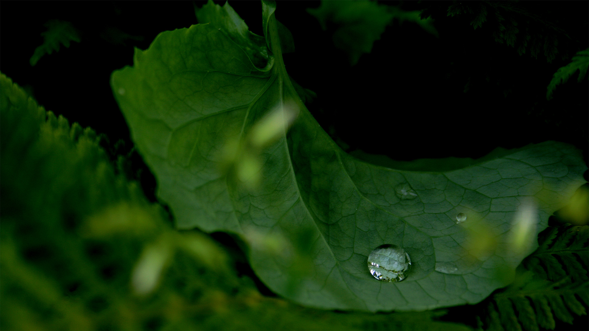 Vattendroppe ligger på ett grönt blad