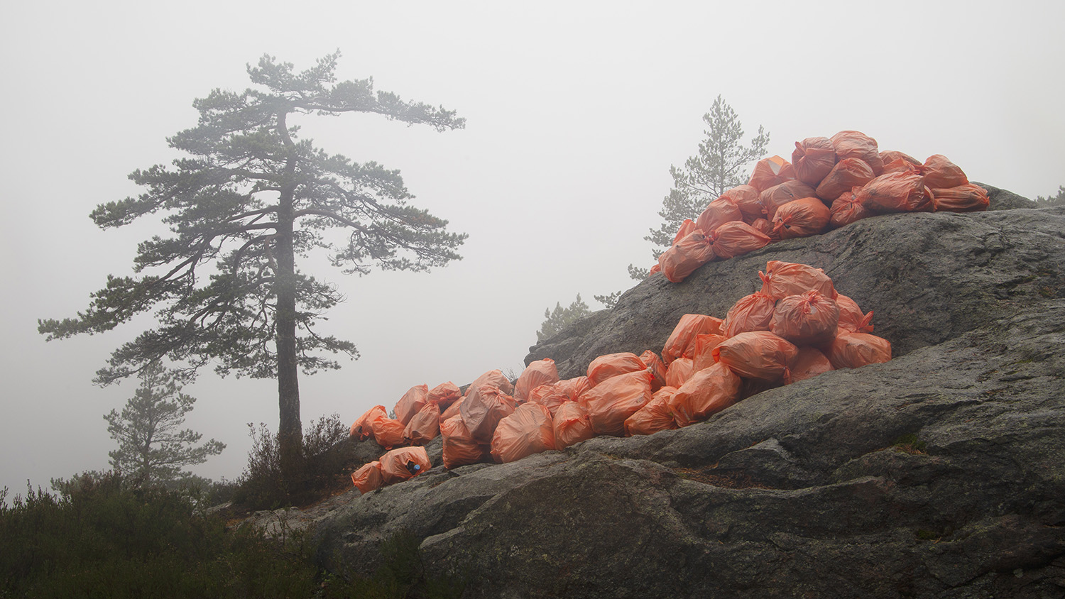 Drivor av orange sopsäckar ligger i klungor på ett berg i dimma. Ett ensamt träd bredvid.