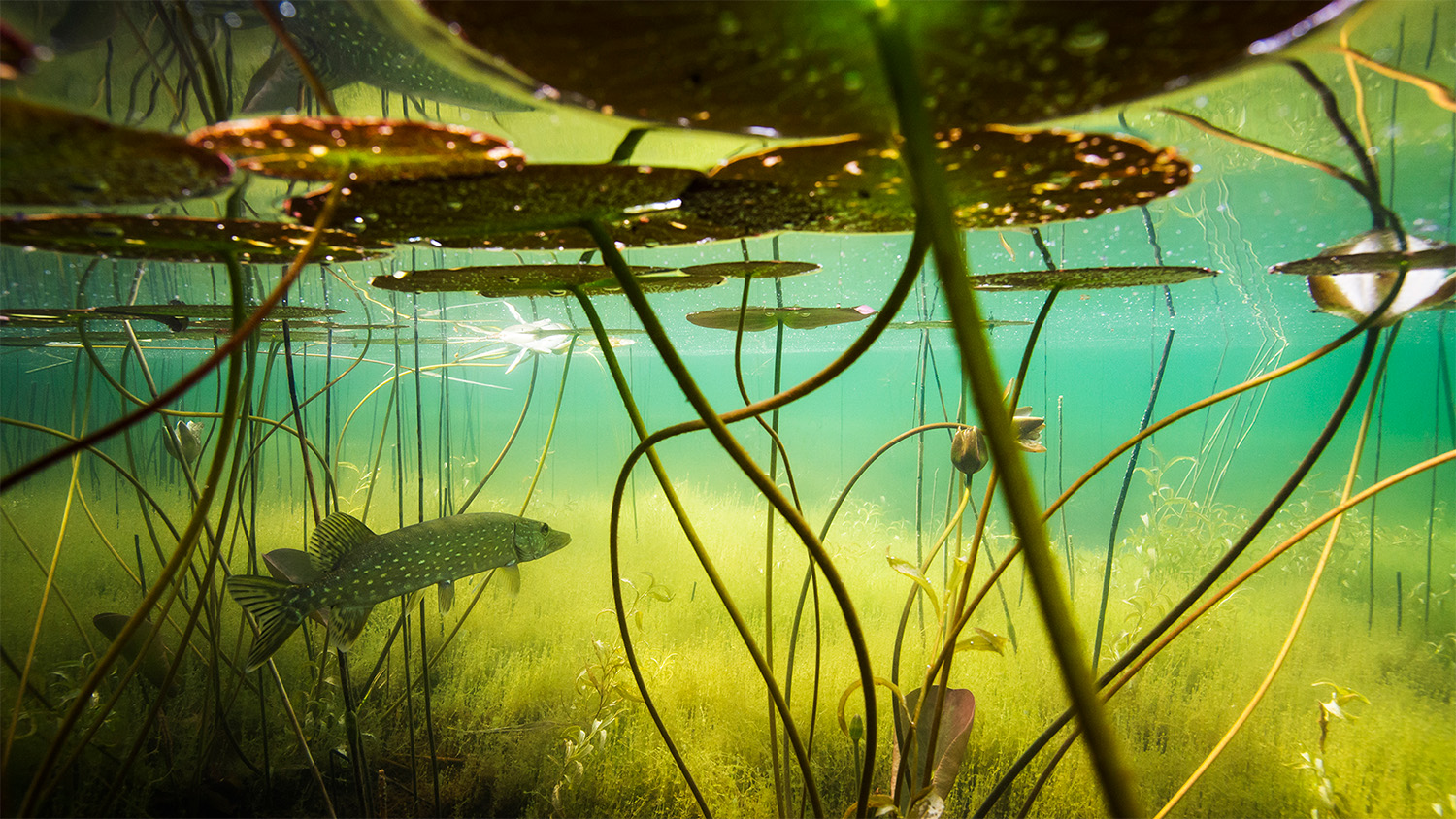 En gädda simmar omkring i vattnet under några näckrosblad.