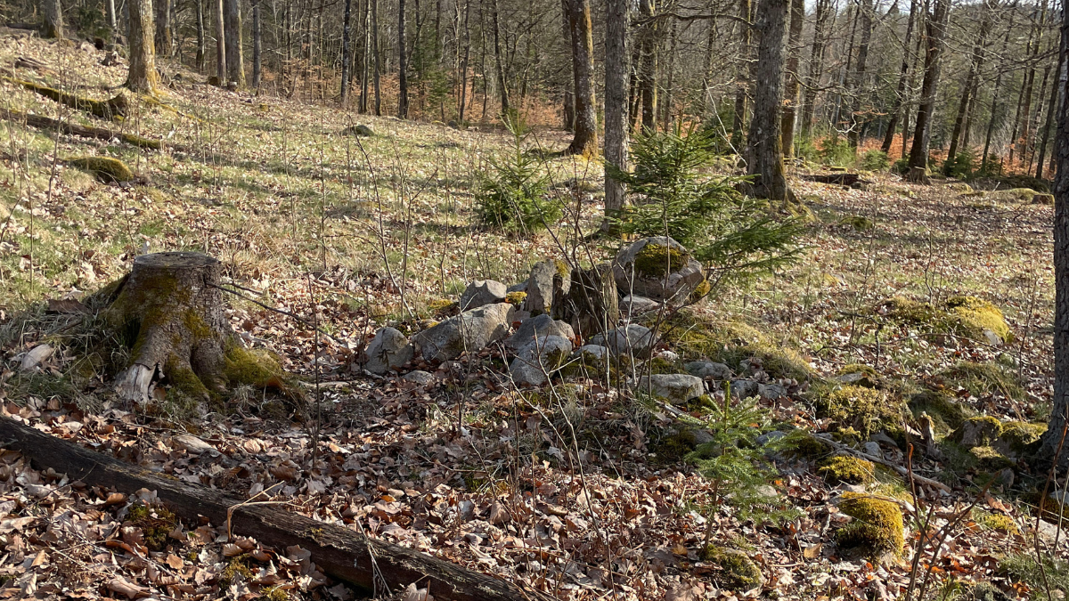 Röjningsröse i skog med blandskog